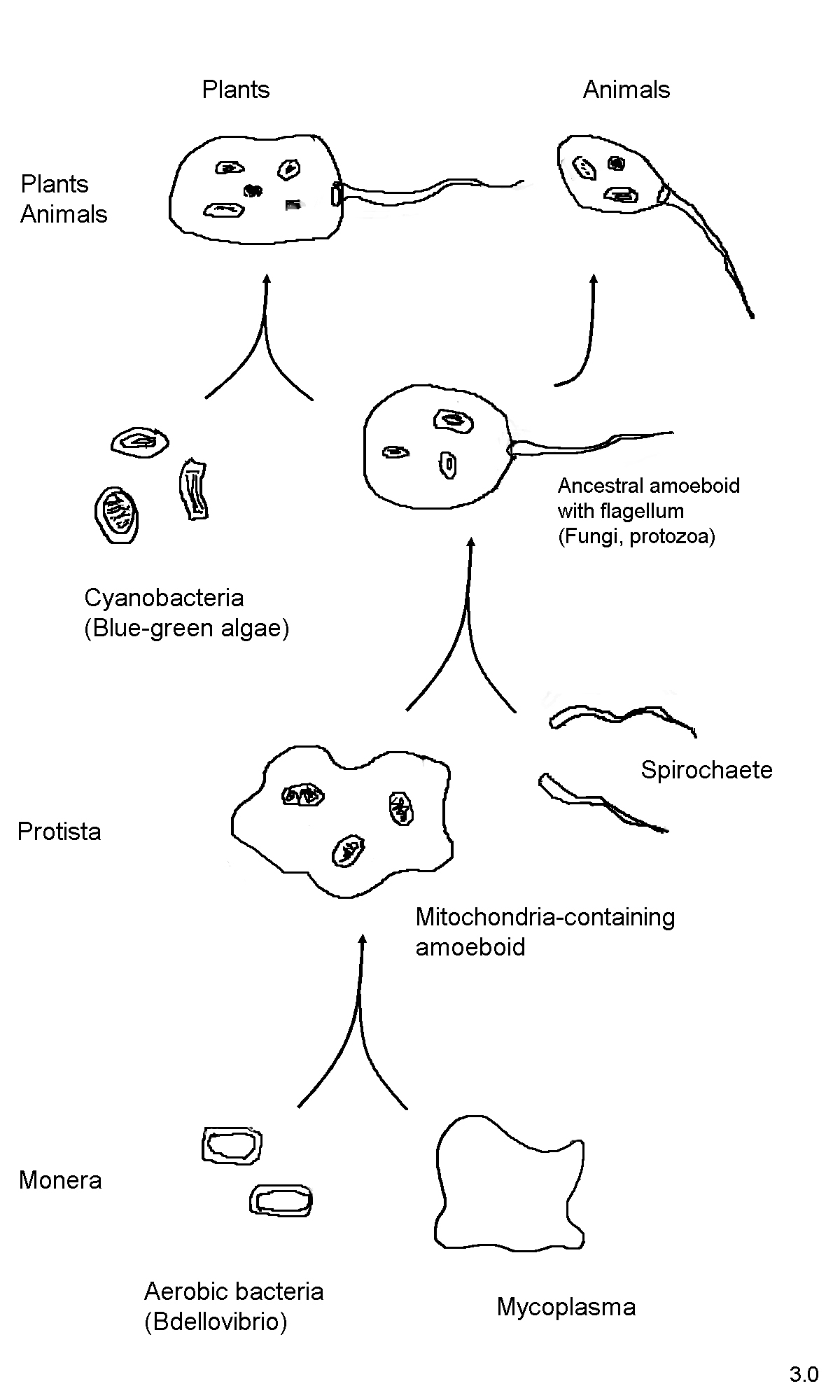 Serial Endosymbiosis